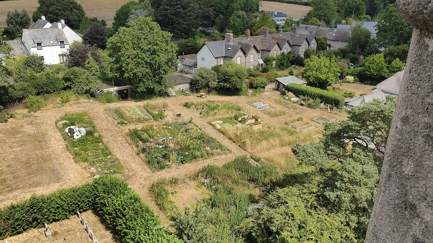 The allotments seen from the church tower in high summer, the surrounding grass burnt pale by drought while the worked beds stay green, with the village rooftops behind